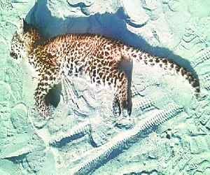 Leopard cub killed in vehicle collision 